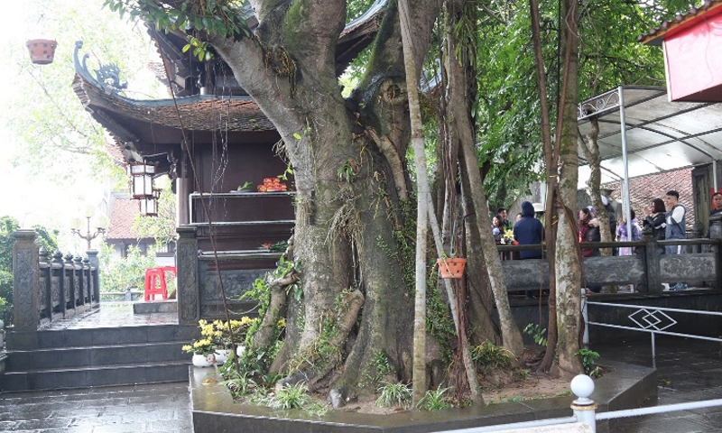Cẩm Phả (Quảng Ninh): Nhiều cây cổ thụ được công nhận Cây di sản Việt Nam