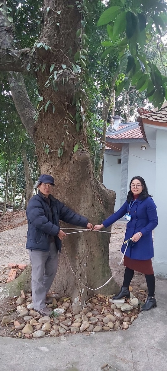 Cẩm Phả (Quảng Ninh): Nhiều cây cổ thụ được công nhận Cây di sản Việt Nam