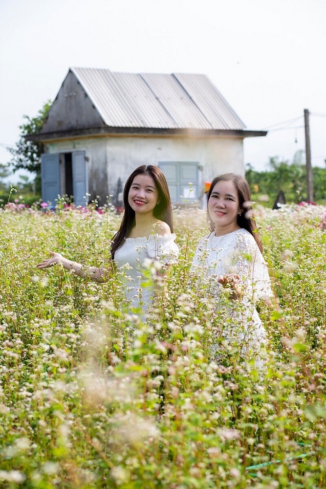 Quảng Nam: Thích thú check-in với hoa tam giác mạch tại làng Cà Ban