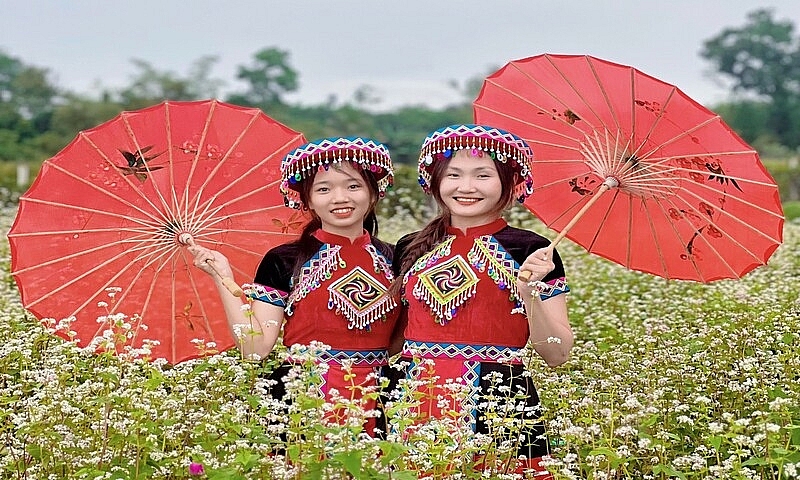 Quảng Nam: Thích thú check-in với hoa tam giác mạch tại làng Cà Ban