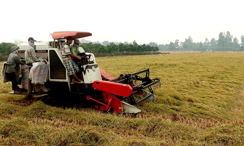 Vĩnh Long: Đăng ký thực hiện 20.000ha diện tích canh tác vùng chuyên canh lúa chất lượng cao và phát thải thấp