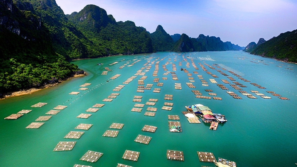 Hội nghị Phát triển bền vững nuôi biển, nhìn từ Quảng Ninh