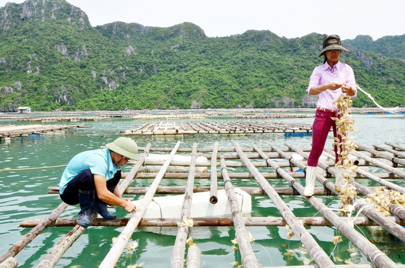 Hội nghị Phát triển bền vững nuôi biển, nhìn từ Quảng Ninh