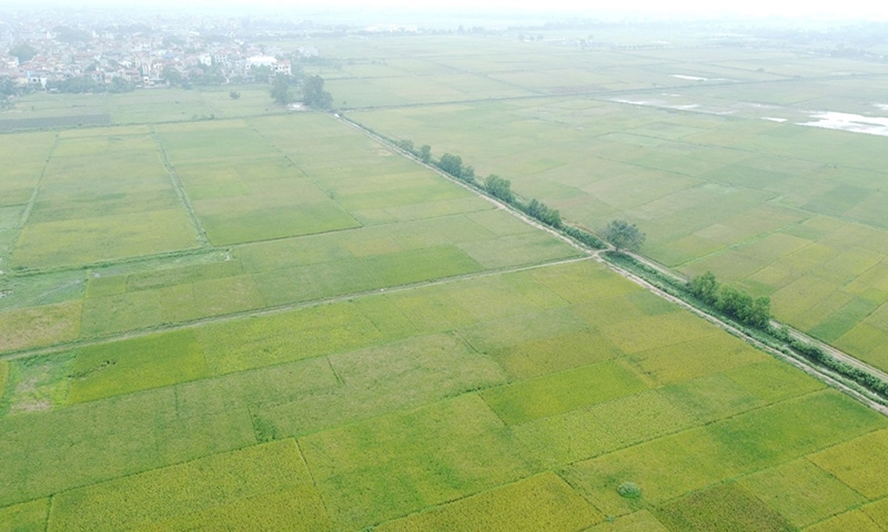 Điều kiện thực hiện dự án có sử dụng đất trồng lúa
