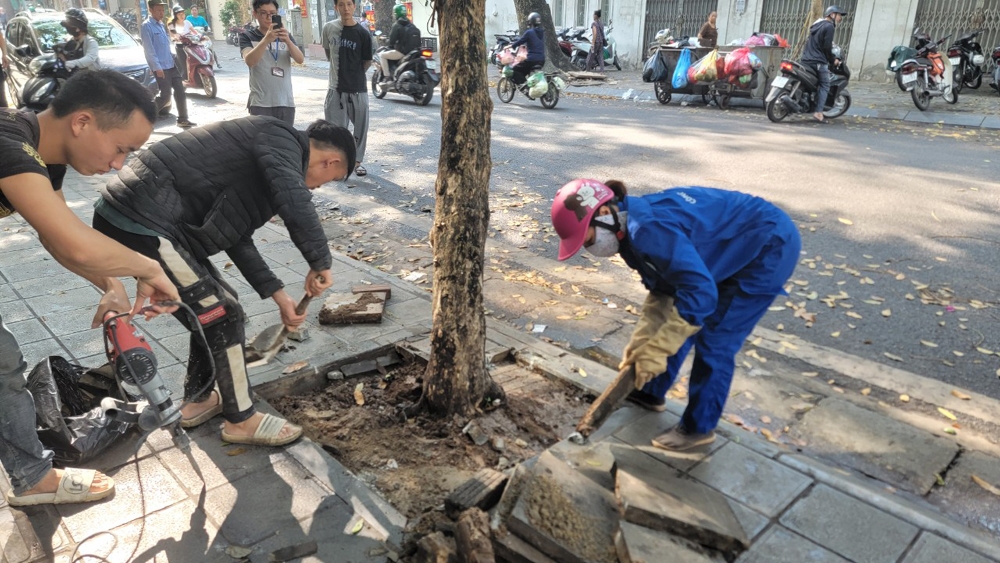 Hà Nội: Xử lý hành vi bức hại cây sao đen tại phố Lò Đúc