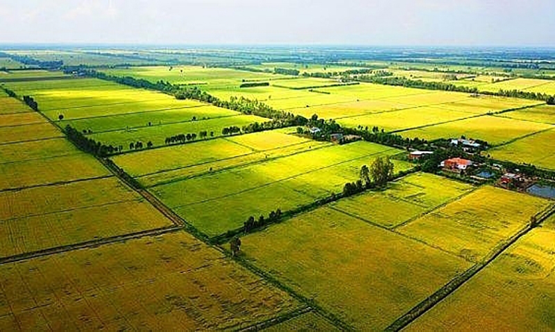 Điều kiện xây dựng công trình trên đất trồng lúa phục vụ trực tiếp sản xuất nông nghiệp