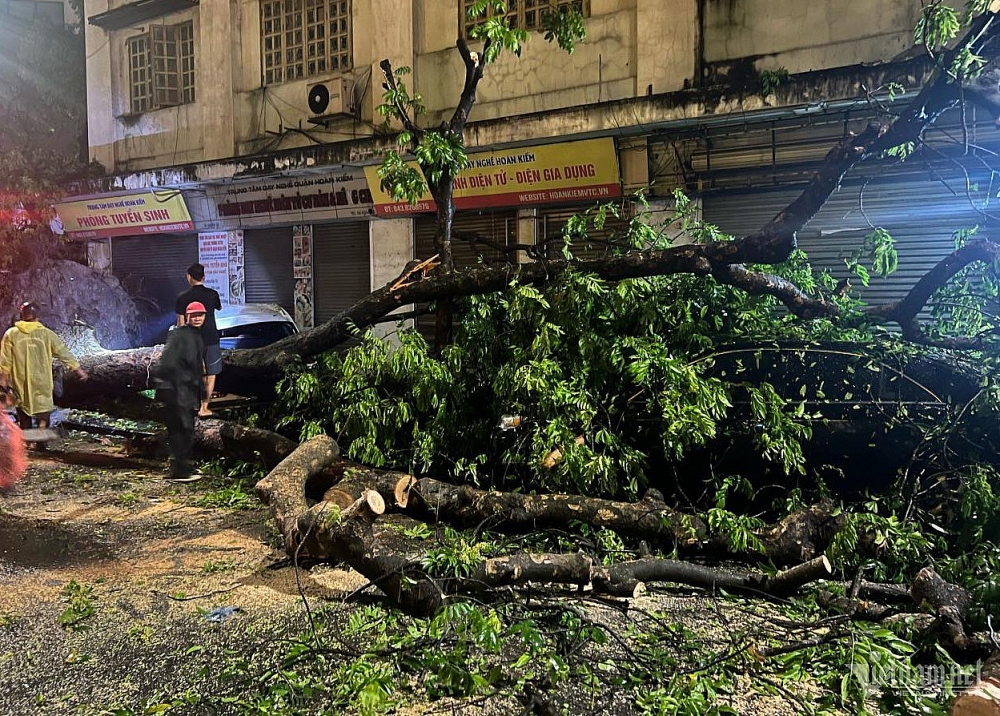 Gần 250 cây ở Hà Nội bị đổ: Phố bê tông, rễ thiếu đất, cây khó chống giông lốc
