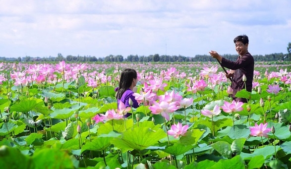 Lễ hội sen Đồng Tháp sẽ diễn ra vào trung tuần tháng 5