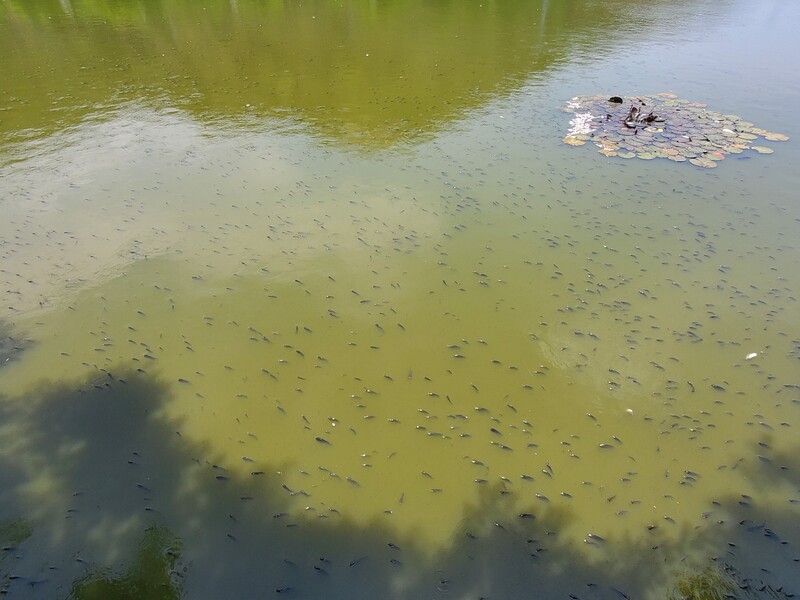 Bình Định: Cá chết hàng loạt bốc mùi hôi thối tại hồ Bàu Sen
