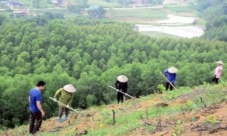 Phó Thủ tướng yêu cầu xử lý dứt điểm tình trạng tranh chấp đất đai tại các công ty nông, lâm nghiệp