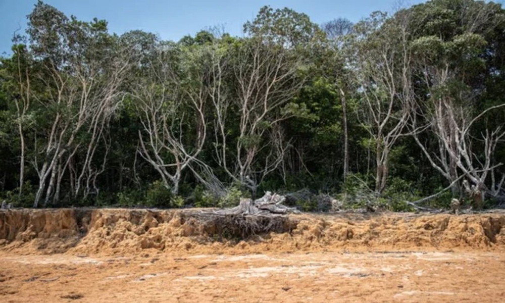 Hạn hán đang đẩy rừng nhiệt đới Amazon đến bờ vực suy thoái