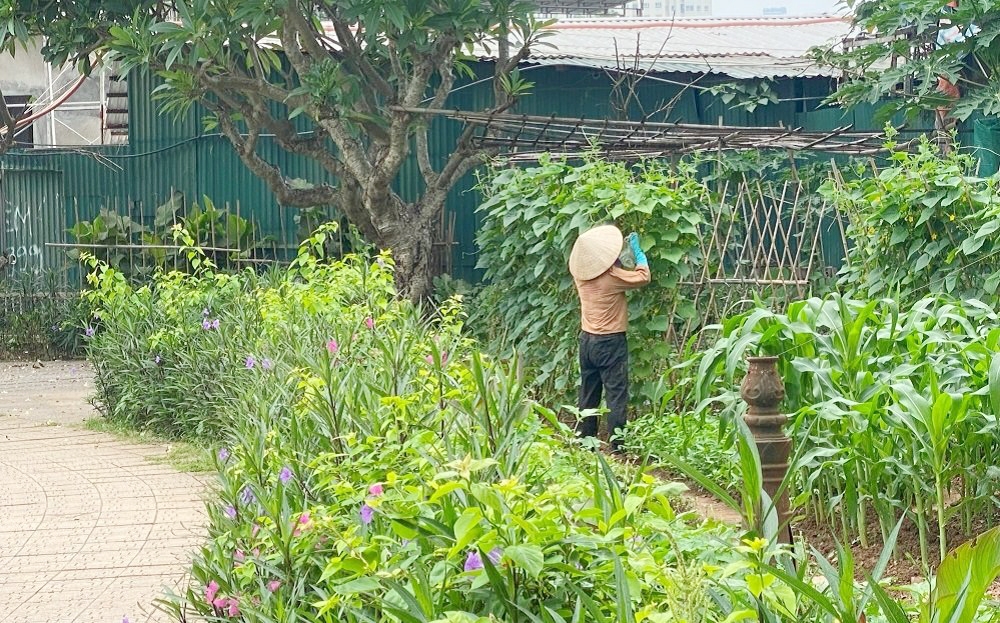 Hà Nội: Hồ điều hòa cạn trơ đáy, hóa vườn rau tại Khu đô thị Trung Văn