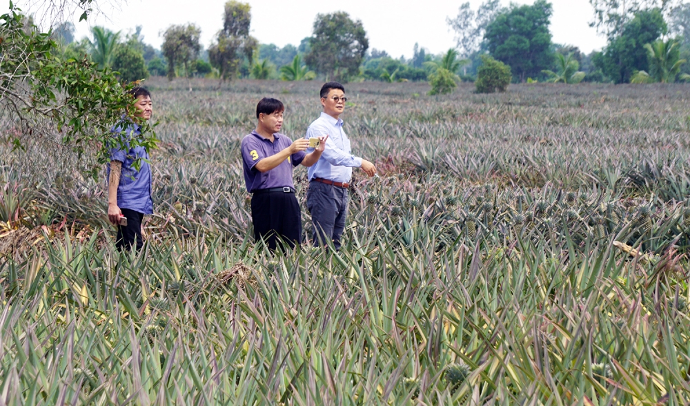 Hậu Giang: Quy hoạch xã Hỏa Tiến trở thành vùng nguyên liệu khóm kết hợp phát triển du lịch sinh thái cộng đồng