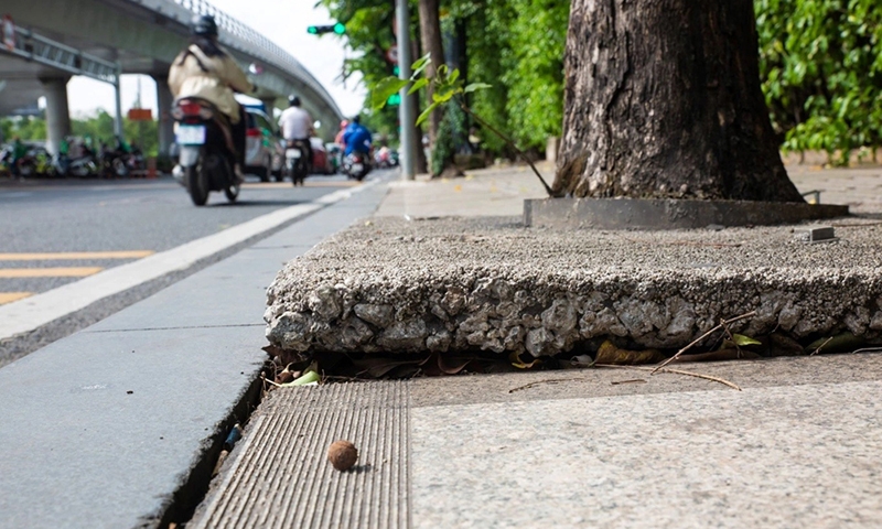 Thành phố Hồ Chí Minh: Xử lý tình trạng cây xanh bị trám bít bê tông tại một số tuyến đường