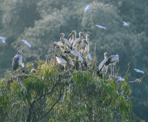 Ninh Bình: Độc đáo vườn chim tự nhiên lớn nhất miền Bắc