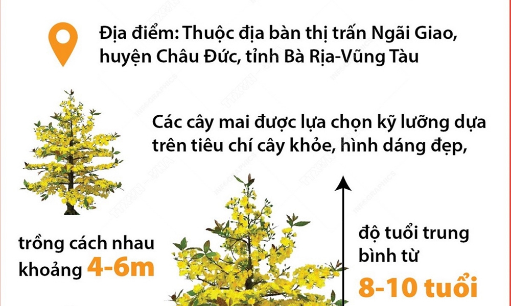 Tuyến đường trồng hoa mai vàng dài nhất Việt Nam