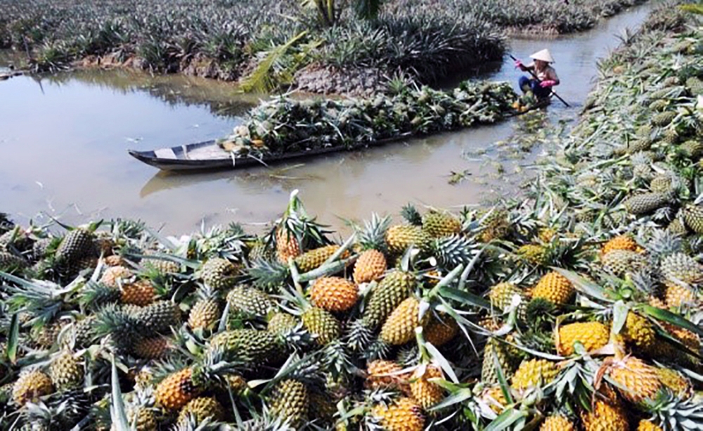 Về Hậu Giang thưởng thức “hương vị quê nhà”