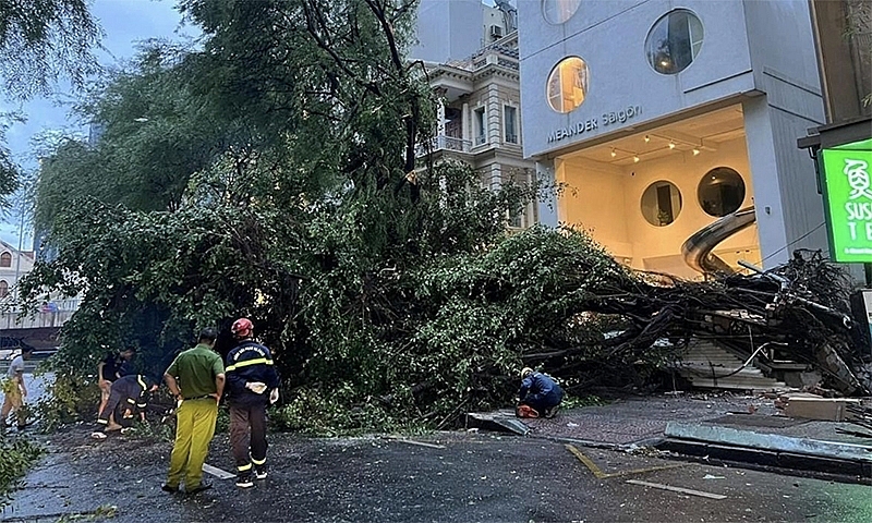 Cây gãy đổ hàng loạt trong mưa giông tại Thành phố Hồ Chí Minh