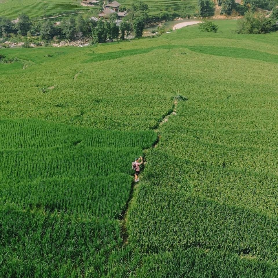 Vẻ đẹp siêu thực của Sa Pa mùa lúa xanh