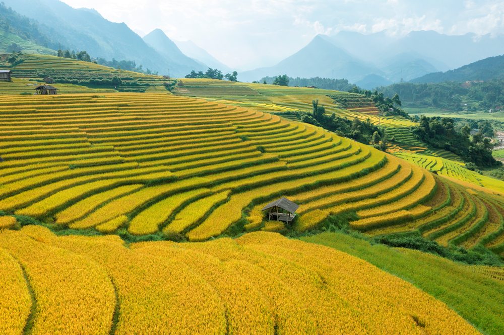 Fansipan tưng bừng lễ hội, chào đón mùa vàng đẹp nhất năm