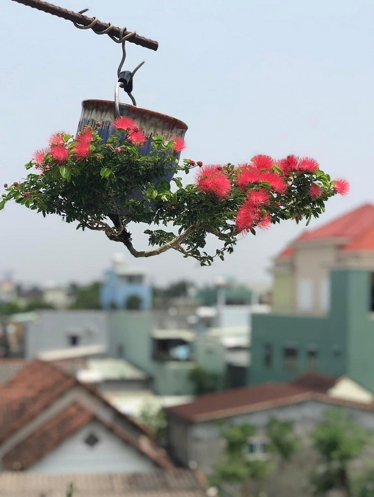 Vườn bonsai ngược phủ xanh căn nhà 2 mặt tiền của cựu cán bộ ngân hàng