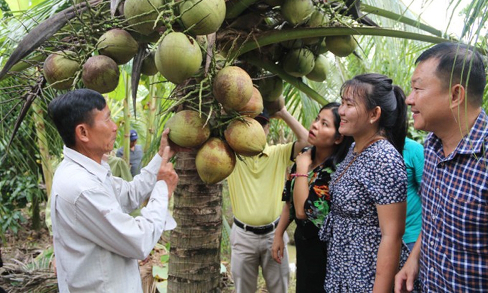 Khai mạc Festival 100 năm Dừa sáp Trà Vinh