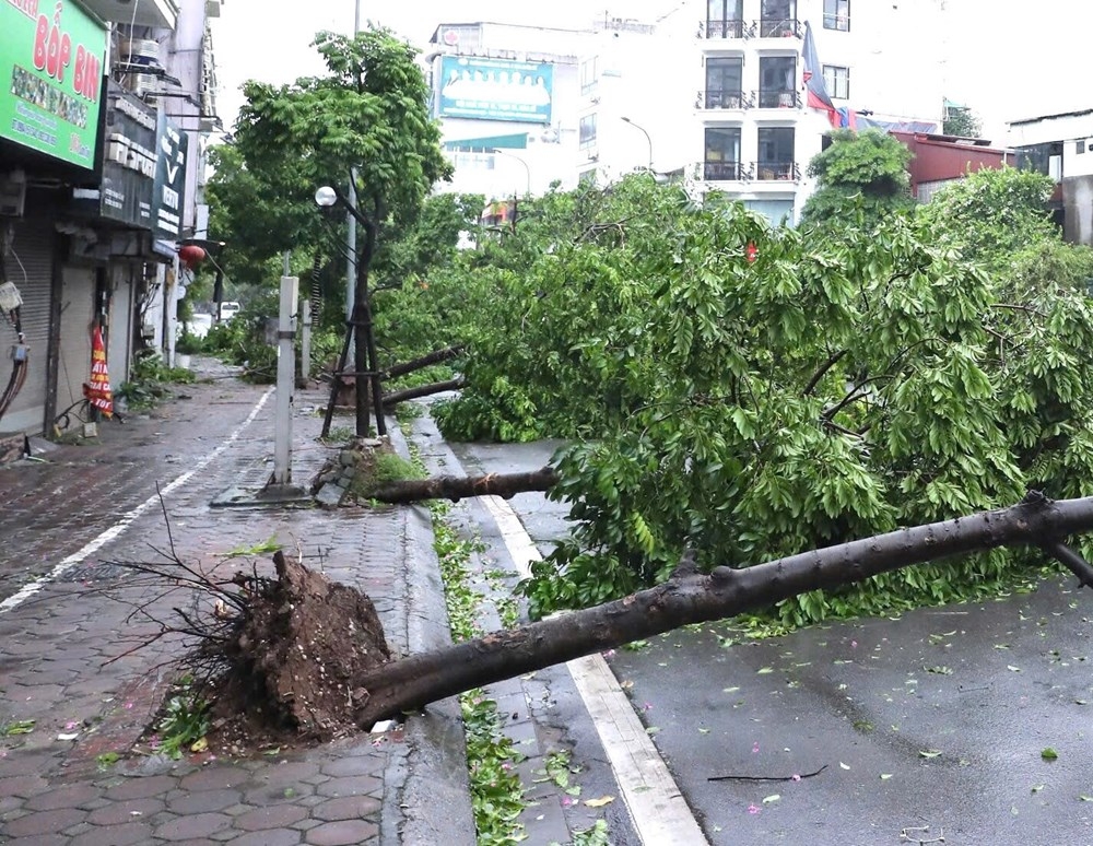 Bảo vệ cây xanh đô thị tại Hà Nội: Cần một giải pháp quản lý thống nhất, toàn diện