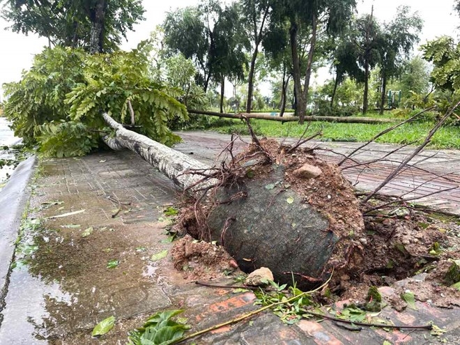 Bảo vệ cây xanh đô thị tại Hà Nội: Cần một giải pháp quản lý thống nhất, toàn diện