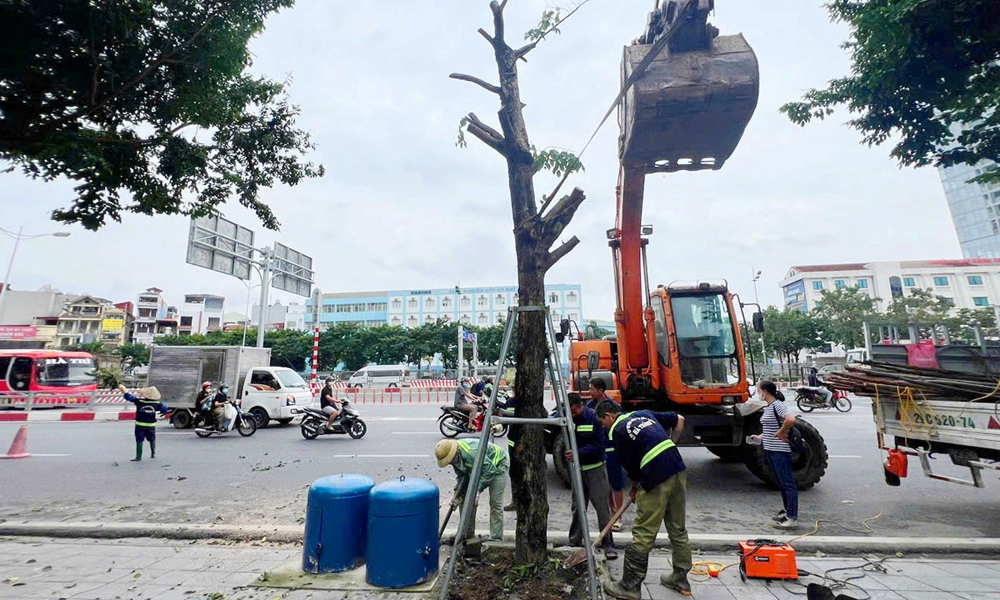 Bảo vệ cây xanh đô thị tại Hà Nội: Cần một giải pháp quản lý thống nhất, toàn diện