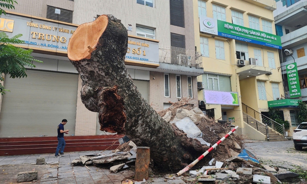 Hà Nội “hồi sinh” những cây xanh bị ngã đổ sau mưa bão như thế nào?