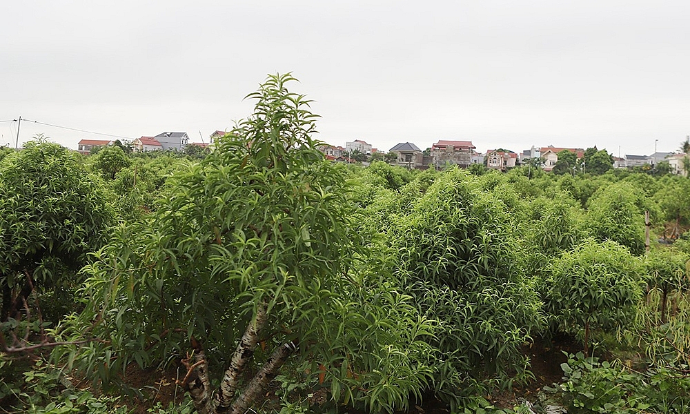 Bắc Giang: Ban hành đơn giá bồi thường cây trồng, vật nuôi áp dụng trong công tác bồi thường, hỗ trợ, tái định cư