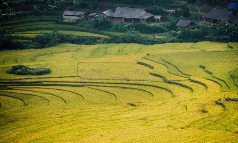 Lai Châu mùa vàng