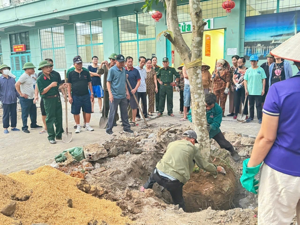 Hạ Long (Quảng Ninh): Khôi phục lại đường hoa sau bão số 3