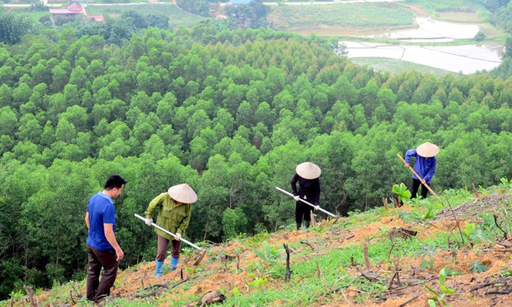 Các trường hợp rừng trồng được thanh lý