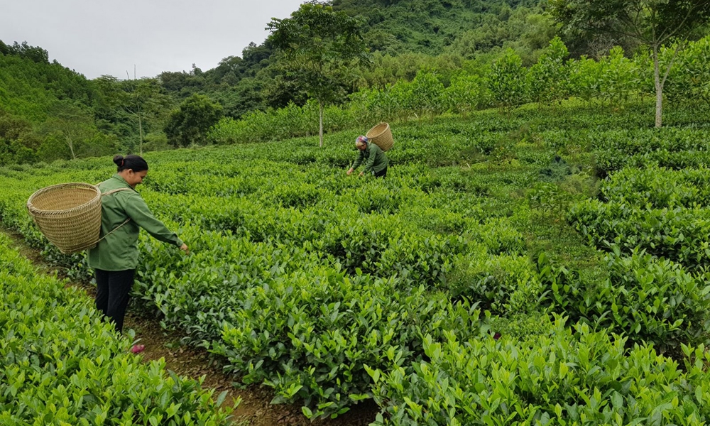 Bắc Kạn: Phấn đấu mục tiêu tăng giá trị nông sản