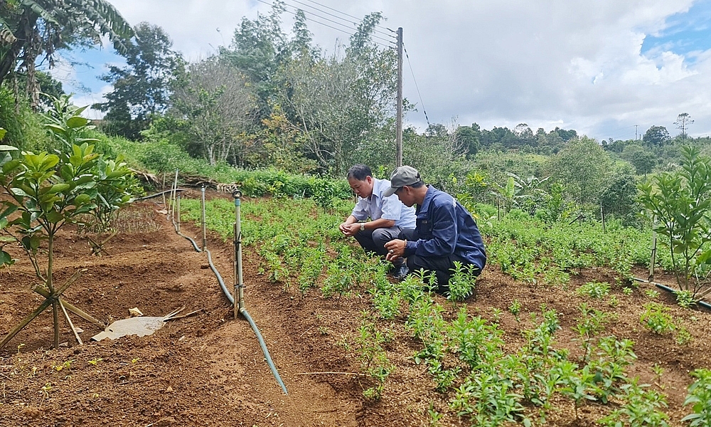 Kon Tum phát triển dược liệu làm mô hình trọng điểm xây dựng nông thôn mới