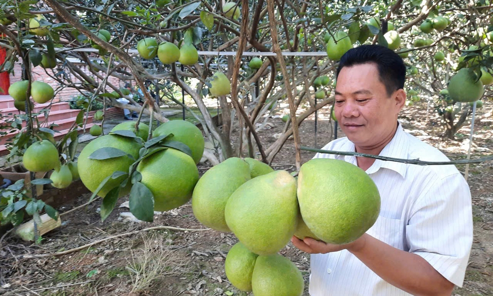 Đồng Nai: Sắp tổ chức lễ hội bưởi “đón Tết” lần đầu tiên tại huyện Vĩnh Cửu