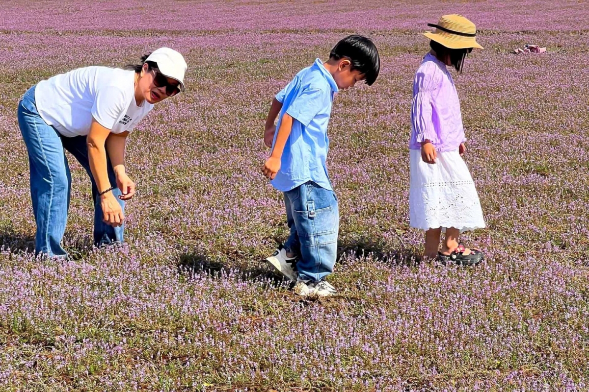 Đồng Nai: “Mướt mắt” với cánh đồng hoa dại ở Cát Tiên