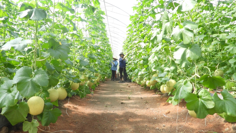 Bình Dương: Huyện Phú Giáo xây dựng Đề án Làng thông minh để phát triển nông thôn mới bền vững