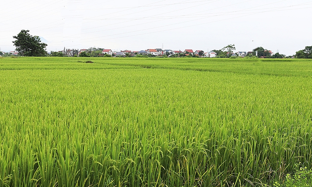 Bắc Giang: Điều chỉnh diện tích, vị trí vùng trồng lúa bảo vệ nghiêm ngặt và vùng sản xuất lúa tập trung