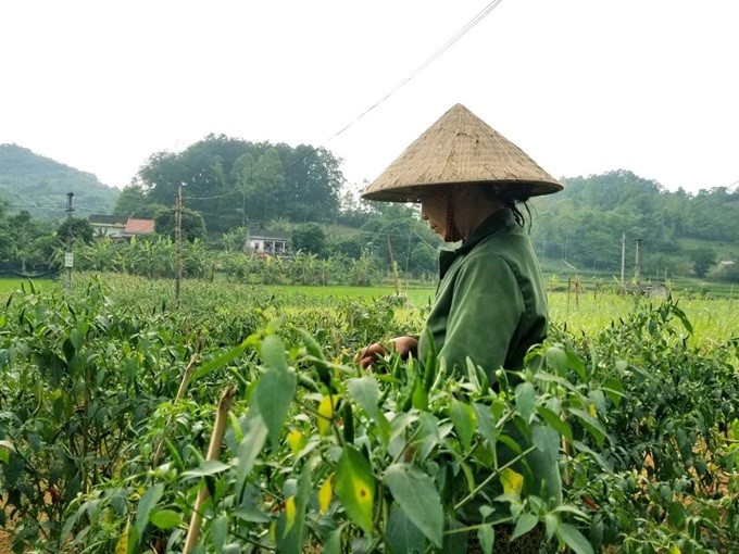 Chi Lăng (Lạng Sơn): Giữ vững và nâng cao chất lượng các tiêu chí NTM đã đạt tại xã Nhân Lý