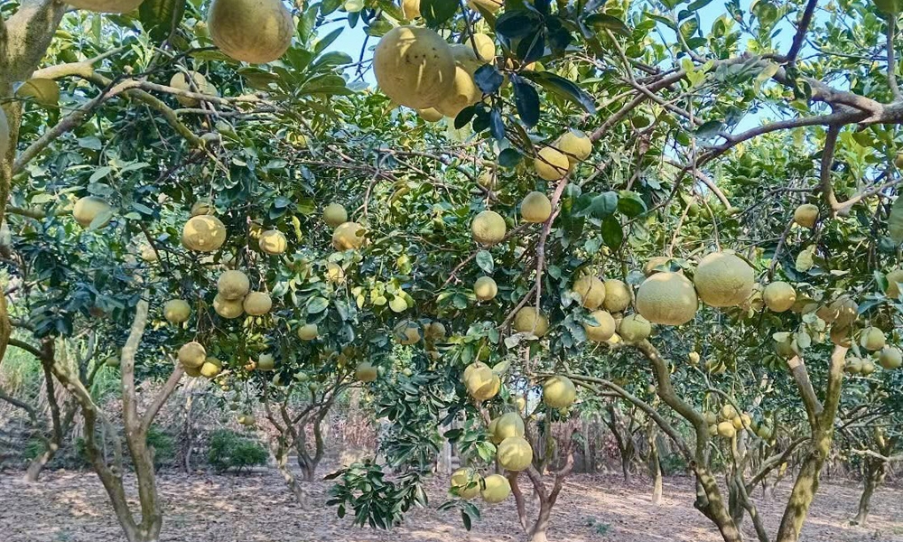 Sóc Sơn (Hà Nội): Phát triển sản phẩm và mô hình nông nghiệp thúc đẩy xây dựng nông thôn mới