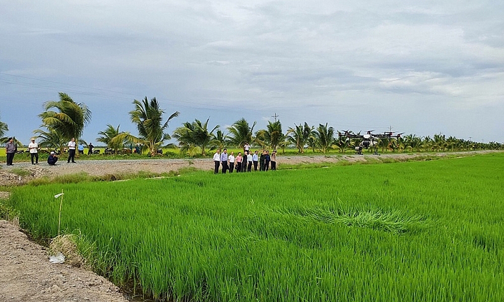 Bắc Giang: Phấn đấu gieo trồng khoảng 65 nghìn ha vụ Chiêm xuân 2024 - 2025