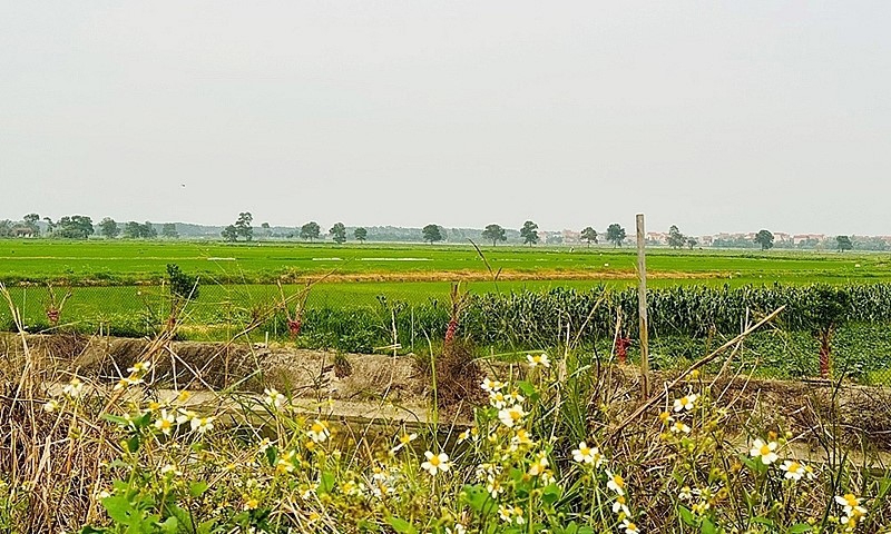 Lương Tài (Bắc Ninh): Thanh tra Bộ Xây dựng yêu cầu làm rõ những dấu hiệu bất thường tại CCN vừa và nhỏ Lâm Bình