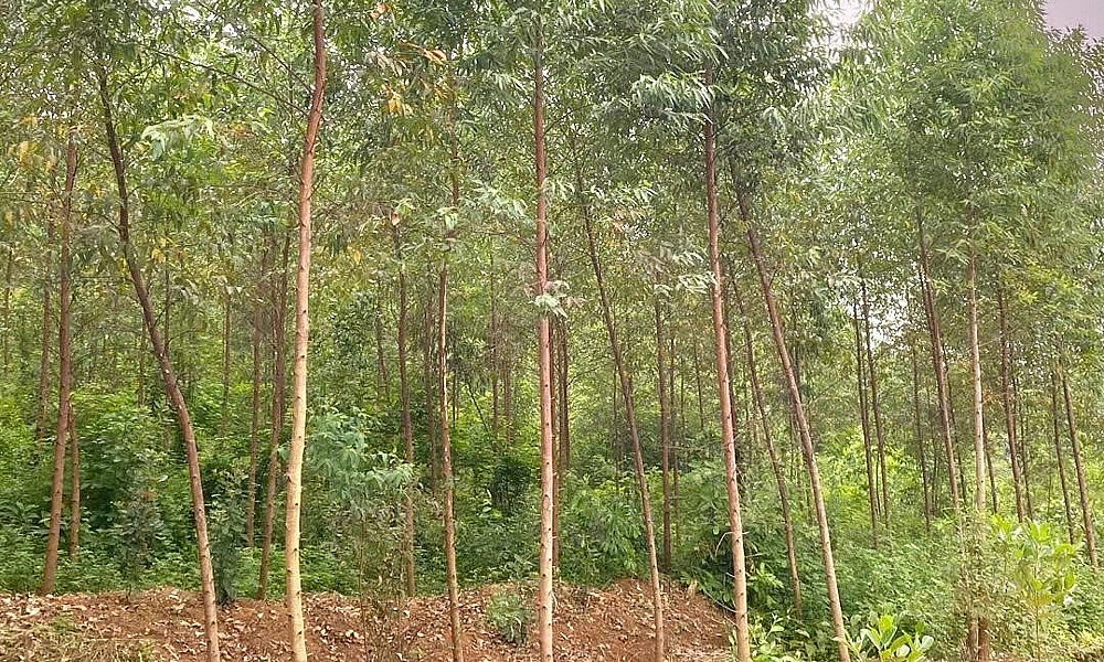 Bắc Giang: Công bố danh mục thủ tục hành chính được sửa đổi, bổ sung trong lĩnh vực lâm nghiệp