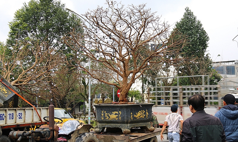 Mai tiền tỷ đổ bộ chợ hoa Tết Quảng Ngãi