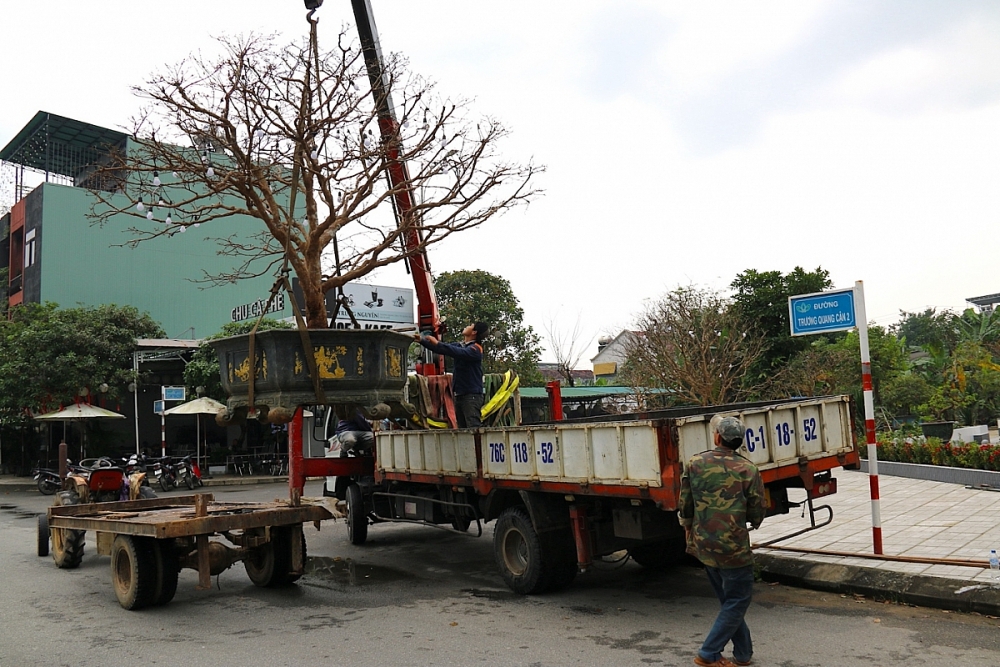 Mai tiền tỷ đổ bộ chợ hoa Tết Quảng Ngãi