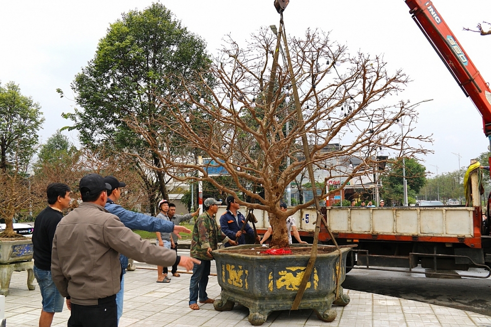 Mai tiền tỷ đổ bộ chợ hoa Tết Quảng Ngãi