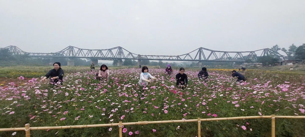 Ba Đình (Hà Nội): Rực rỡ bến hoa Phúc Xá