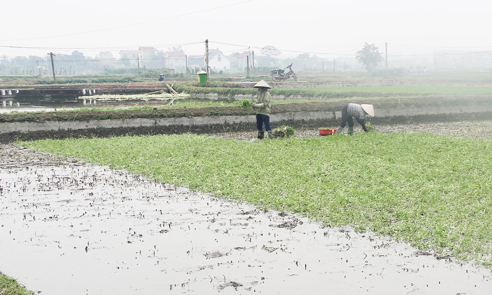 Bắc Giang: Chủ động ứng phó với không khí lạnh tăng cường